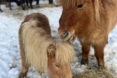 Animals