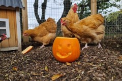 chicken