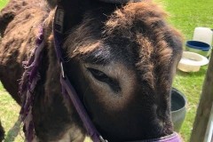 donkey2