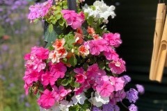 flowers2
