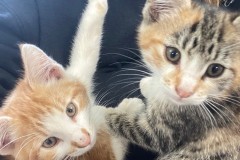 kittens