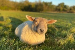 lamb