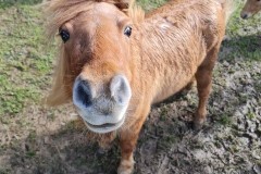 mini-horse