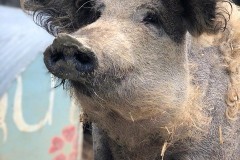 pig