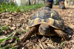 tortoise2