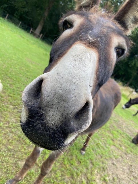 Donkey