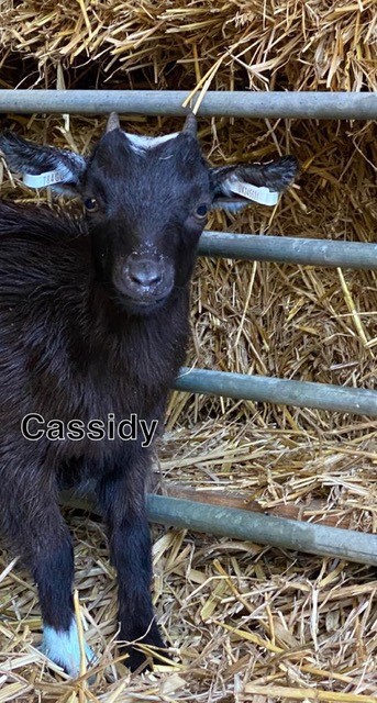 Cassidy