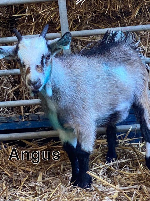 Angus