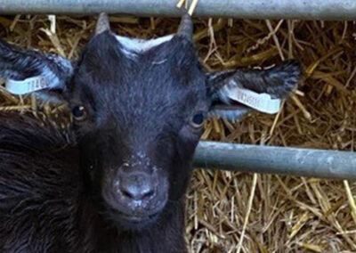 Our Goats