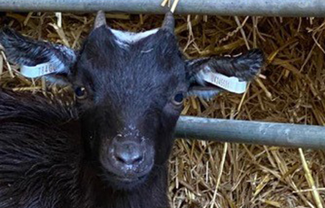 Our Goats