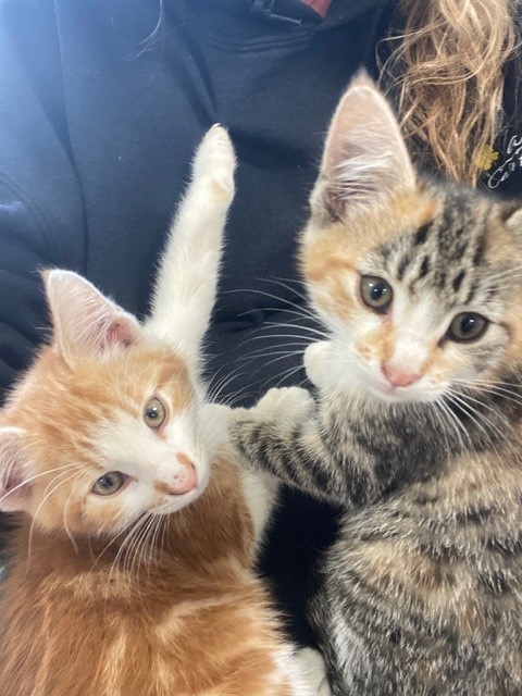 Cats
