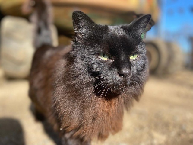 Cats