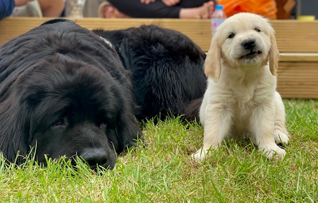 Our Dogs
