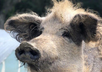 Mangalica Pig