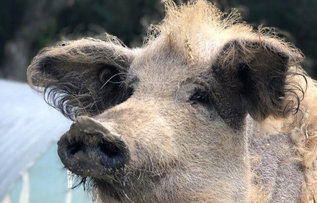 Mangalica Pig