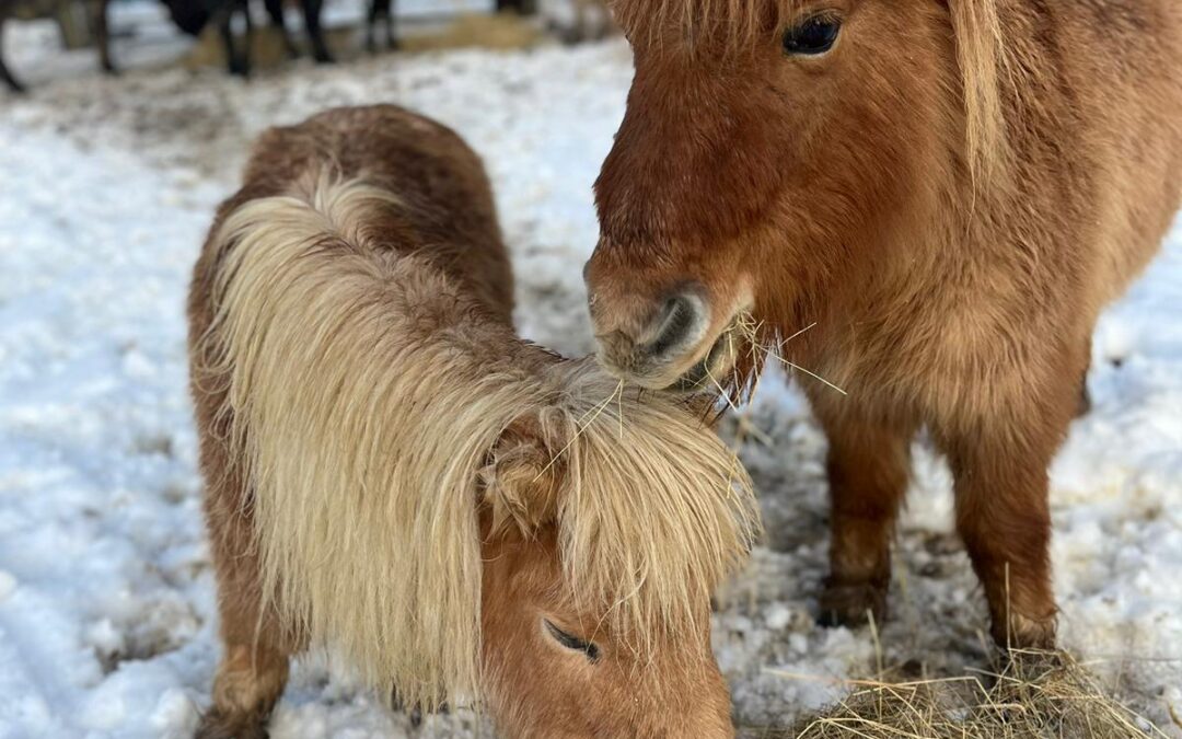 Our Miniature Ponies