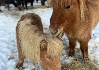 Our Miniature Ponies