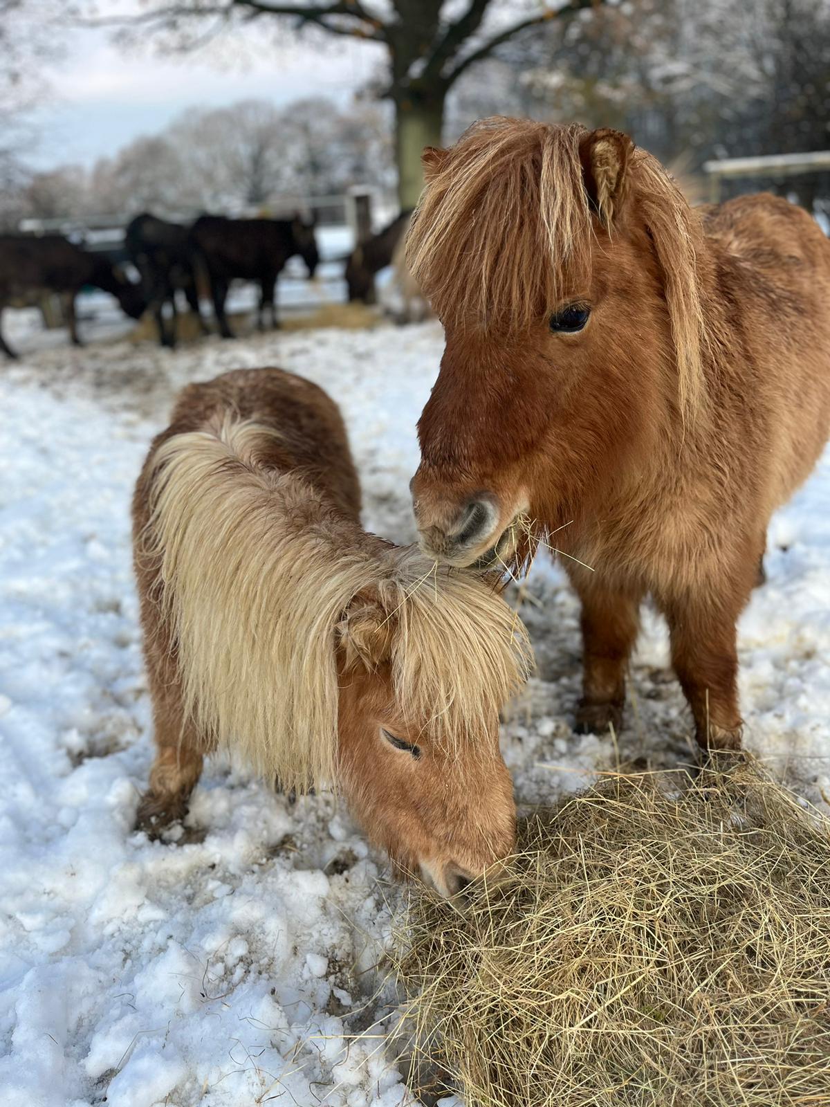 Miniature Ponies