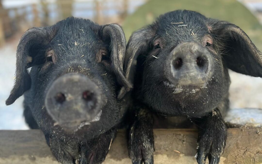 Our Large Black Pigs