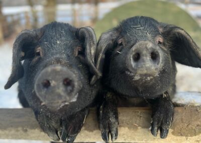 Our Large Black Pigs
