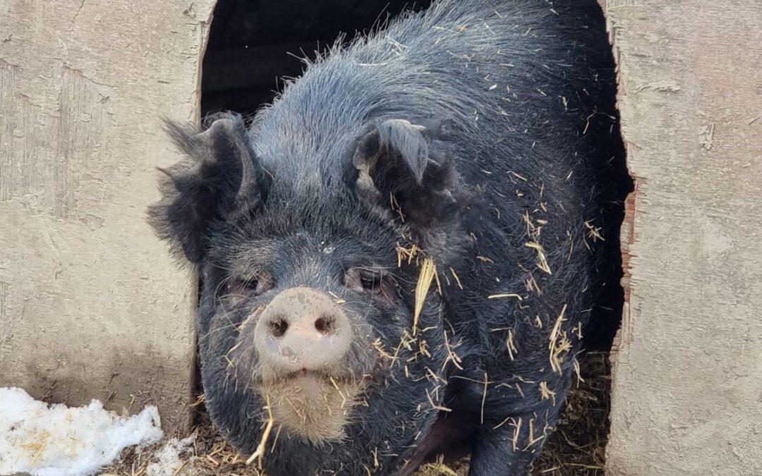 Our Berkshire Pigs
