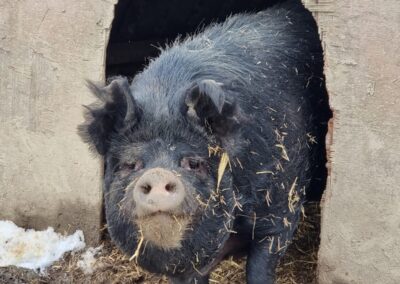 Our Berkshire Pigs