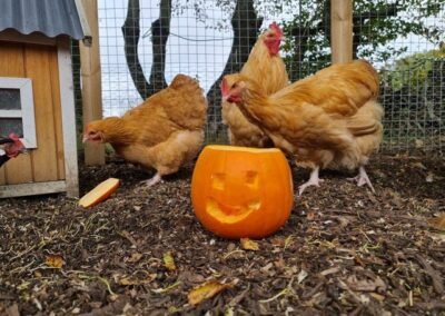 Our Chickens