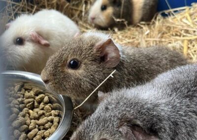 Our Small Pets