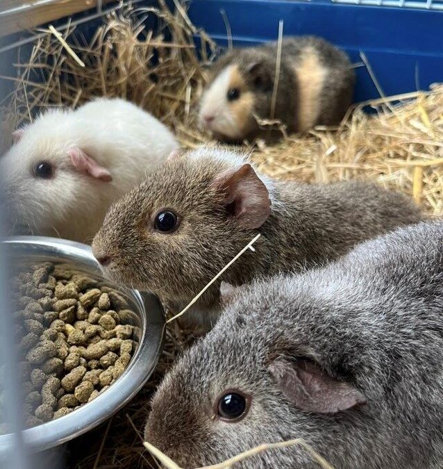 Our Small Pets