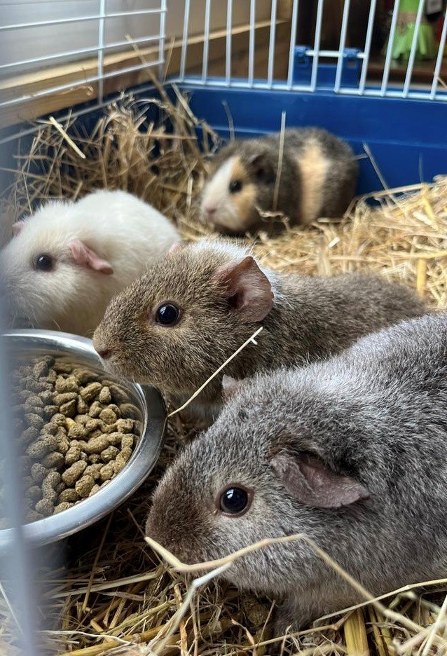 Small Pets