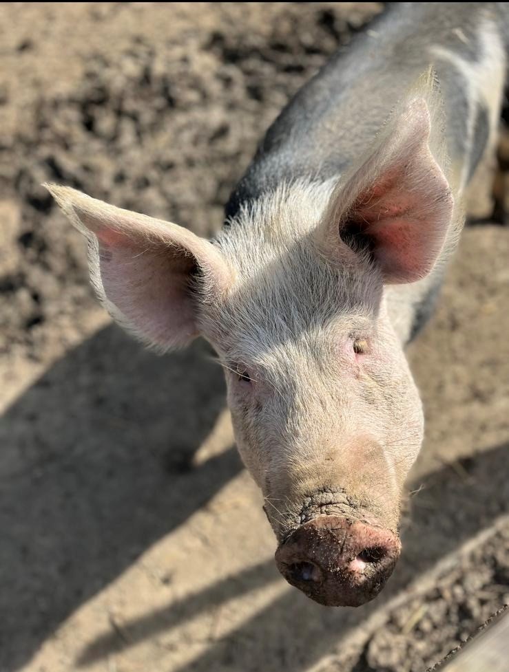 Berkshire pig