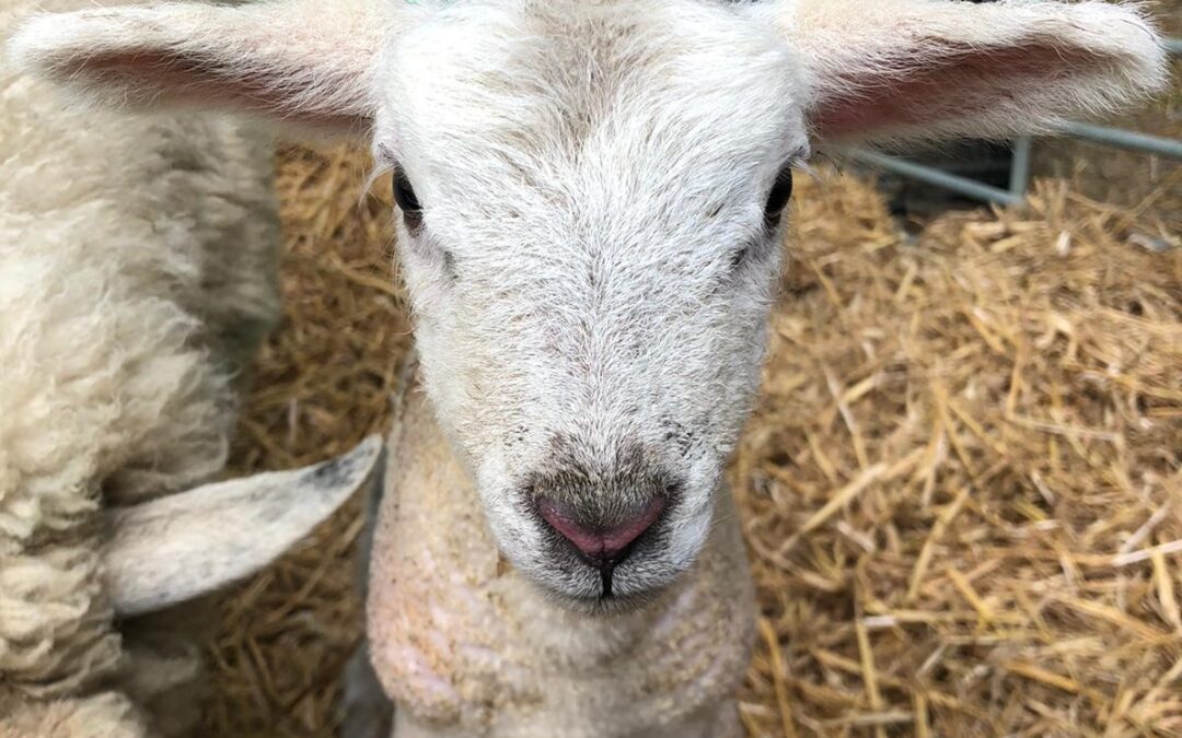 Our Sheep