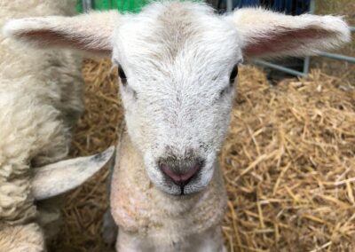 Our Sheep